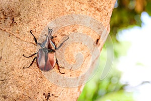 Rhinoceros beetle or Dynastes hercules on tree