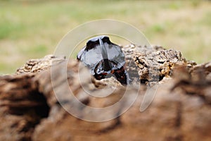 Rhinoceros Beetle - front view