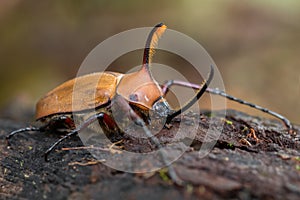 Rhinoceros beetle - Golofa porteri