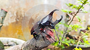 The rhinoceros beetle or hercules beetle is the strongest beetle of its species