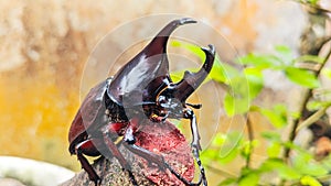 The rhinoceros beetle or hercules beetle is the strongest beetle of its species