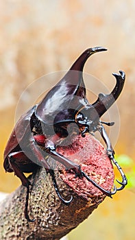 The rhinoceros beetle or hercules beetle is the strongest beetle of its species