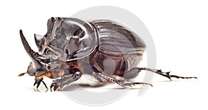 Rhinoceros Beetle isolated