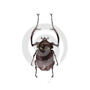 Rhinoceros beetle isolated on white background