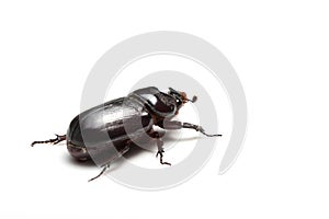 Rhinoceros beetle isolated
