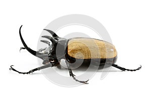 Rhinoceros beetle isolated on white background.