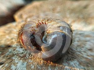 Rhinoceros beetle larvae