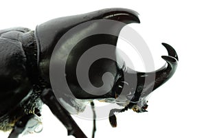 Rhinoceros beetle macro