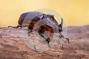 Rhinoceros Beetle Macro Image