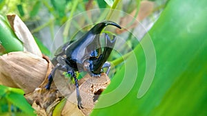 Rhinoceros beetle male on green bamboo