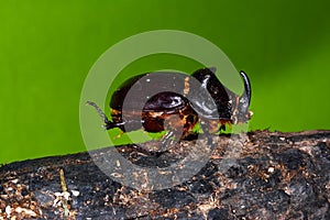 The Rhinoceros Beetle Oryctes nasicornis