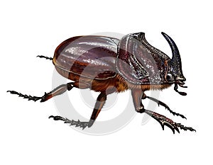 Rhinoceros beetle, Oryctes nasicornis