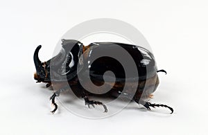 Rhinoceros beetle Oryctes nasicornis isolated on white. Collection beetles. Dynastidae. Coleoptera.