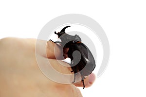 A rhinoceros beetle Oryctes nasicornis runs on a hand on a white background.