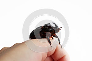 A rhinoceros beetle Oryctes nasicornis runs on a hand on a white background.