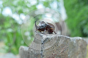 Rhinoceros beetle posing on a stone close up
