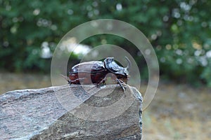 Rhinoceros beetle posing on a stone close up