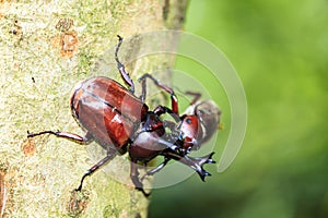 Rhinoceros beetle, Rhino beetle, Hercules beetle, Unicorn beetle