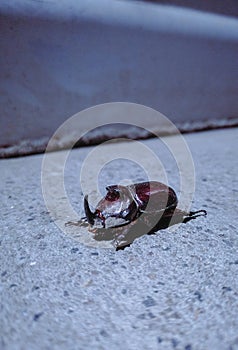 Rhinoceros beetle, Rhino bug with a horn on it`s head, large bug species, rhino bug on sand, it`s one of the largest bug species