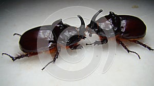 Rhinoceros beetle, Rhino beetle, Fighting beetle European rhinoceros beetle, the male of which has a curved horn extending from th