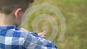 A rhinoceros beetle runs on boy hand