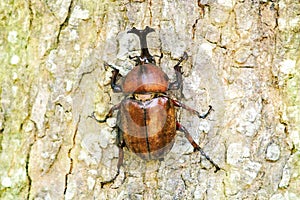 Rhinoceros beetle on tree trunk, insect, nature