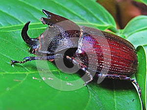 Rhinoceros Beetle-Rinoceronte-Strategus aloeus photo