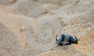 Rhinoceros beetles on the sand