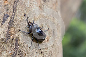 Rhinoceros beetles on tree trunk