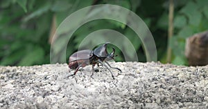 Rhinoceros beetles Xylotrupes australicus. Rhino beetle male in the wild. Dynastinae or rhinoceros beetles are subfamily