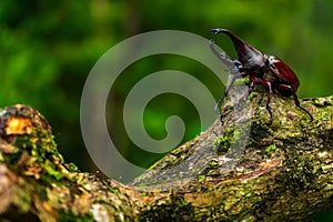 Rhinoceros Beetles (Xylotrupes gideon)