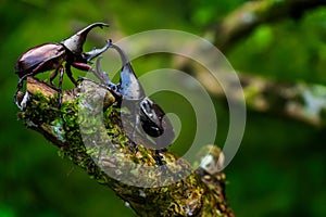 Rhinoceros Beetles (Xylotrupes gideon)