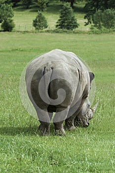 Rhinoceros from behind