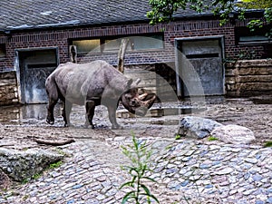 Rhinoceros in Berlin Germany