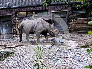 Rhinoceros in Berlin Germany
