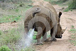 Rhinoceros bull marking his territory photo