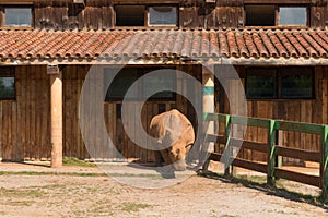 Rhinoceros outside a building photo