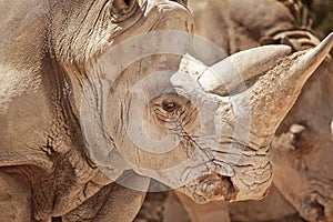 Rhinoceros (Ceratotherium simum) closeup