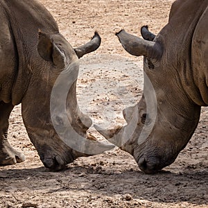 Rhinoceros (Ceratotherium Simum) head to head - khonkaenzoo, Thailand