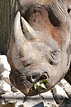 Rhinoceros Chewing