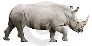 Rhinoceros with clipping path