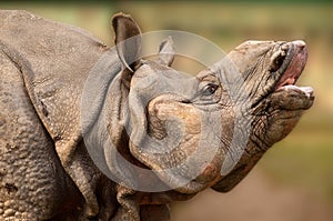 Rhinoceros closeup