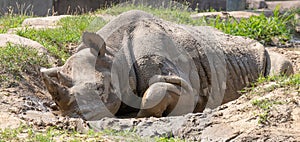 Rhinoceros cooling off in the Mud
