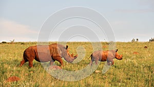 Rhinoceros cow and calf walking in long grass.