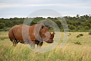 Fine art photo of an African white rhino cow walks through a grassland.