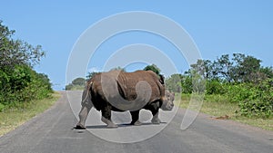 Rhinoceros crossing the road in Kruger park