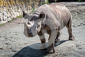 Rhinoceros Diceros bicornis