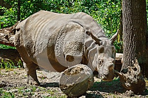 Rhinoceros Diceros Bicornis
