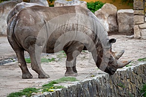 Rhinoceros (Diceros bicornis) with large horns