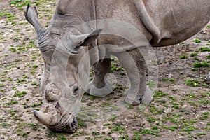 Rhinoceros (Diceros bicornis) with large horns